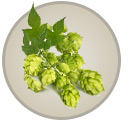 Houblon